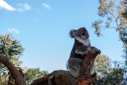 Koala Yawning