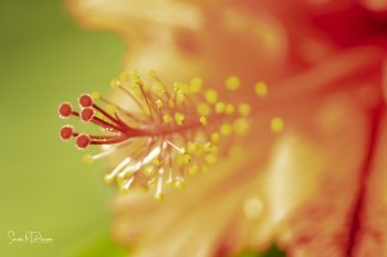 Sarah McPherson micro - orange flower